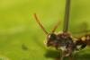 Nomada sp.